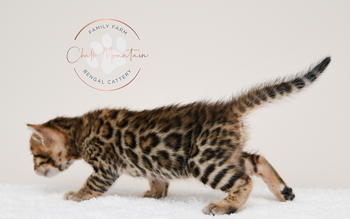 Bengal kitten for sale